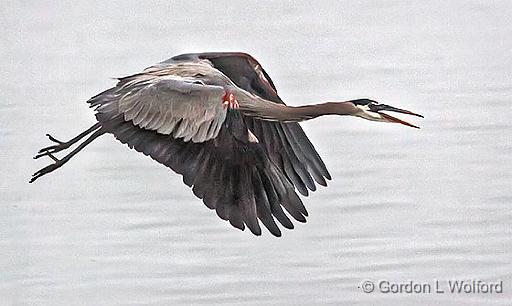 Heron In Flight_46253.jpg - Great Blue Heron (Ardea herodias) photographed from Mustang Island at Port Aransas, Texas, USA.